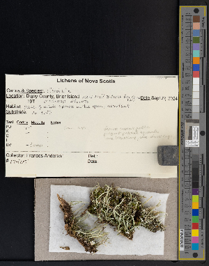  ( - CCDB-51019-E11)  @11 [ ] CreativeCommons - Attribution Non-Commercial Share-Alike (2025) Canadian Museum of Nature Canadian Museum of Nature