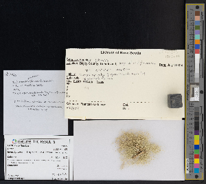  ( - CCDB-51019-F12)  @11 [ ] CreativeCommons - Attribution Non-Commercial Share-Alike (2025) Canadian Museum of Nature Canadian Museum of Nature