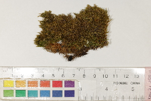  ( - CCDB-34698-C05)  @11 [ ] CreativeCommons - Attribution (2019) CBG Photography Group Centre for Biodiversity Genomics
