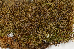  ( - CCDB-34698-C05)  @11 [ ] CreativeCommons - Attribution (2019) CBG Photography Group Centre for Biodiversity Genomics