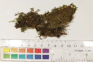 ( - CCDB-34698-H07)  @11 [ ] CreativeCommons - Attribution (2019) CBG Photography Group Centre for Biodiversity Genomics