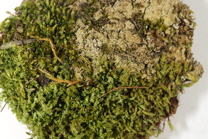  ( - CCDB-34698-H09)  @11 [ ] CreativeCommons - Attribution (2019) CBG Photography Group Centre for Biodiversity Genomics