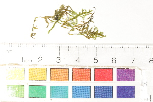  ( - CCDB-34698-H11)  @11 [ ] CreativeCommons - Attribution (2019) CBG Photography Group Centre for Biodiversity Genomics
