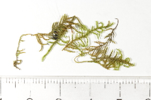  ( - CCDB-34698-H11)  @11 [ ] CreativeCommons - Attribution (2019) CBG Photography Group Centre for Biodiversity Genomics