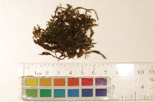 ( - CCDB-34700-E04)  @11 [ ] CreativeCommons - Attribution (2019) CBG Photography Group Centre for Biodiversity Genomics