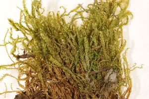  ( - CCDB-34700-E07)  @11 [ ] CreativeCommons - Attribution (2019) CBG Photography Group Centre for Biodiversity Genomics