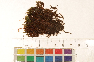 ( - CCDB-34700-F12)  @11 [ ] CreativeCommons - Attribution (2019) CBG Photography Group Centre for Biodiversity Genomics
