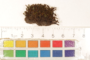  ( - CCDB-34700-G03)  @11 [ ] CreativeCommons - Attribution (2019) CBG Photography Group Centre for Biodiversity Genomics
