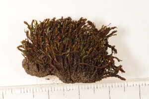  ( - CCDB-34700-G03)  @11 [ ] CreativeCommons - Attribution (2019) CBG Photography Group Centre for Biodiversity Genomics