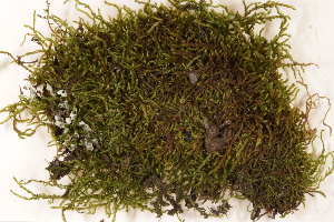  ( - CCDB-34701-B12)  @11 [ ] CreativeCommons - Attribution (2019) CBG Photography Group Centre for Biodiversity Genomics