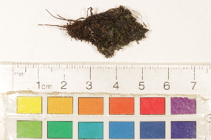  ( - CCDB-34701-C04)  @11 [ ] CreativeCommons - Attribution (2019) CBG Photography Group Centre for Biodiversity Genomics