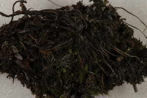  ( - CCDB-34701-C04)  @11 [ ] CreativeCommons - Attribution (2019) CBG Photography Group Centre for Biodiversity Genomics