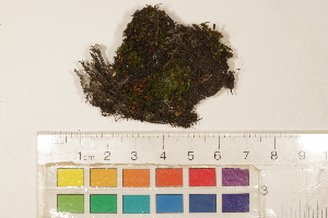  ( - CCDB-34701-C05)  @11 [ ] CreativeCommons - Attribution (2019) CBG Photography Group Centre for Biodiversity Genomics