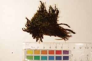  ( - CCDB-34701-G12)  @11 [ ] CreativeCommons - Attribution (2019) CBG Photography Group Centre for Biodiversity Genomics