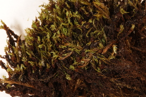  ( - CCDB-34701-G12)  @11 [ ] CreativeCommons - Attribution (2019) CBG Photography Group Centre for Biodiversity Genomics