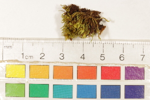  ( - CCDB-34701-H08)  @11 [ ] CreativeCommons - Attribution (2019) CBG Photography Group Centre for Biodiversity Genomics