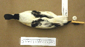  (Recurvirostridae - MKP 1435)  @14 [ ] CreativeCommons - Attribution (2010) Erika Tavares Royal Ontario Museum