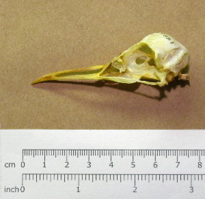  (Chroicocephalus maculipennis - MKP 2441)  @13 [ ] CreativeCommons - Attribution (2010) Erika Tavares Royal Ontario Museum