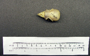  (Trichoglossus haematodus - 1B-942)  @12 [ ] CreativeCommons - Attribution (2010) Erika Tavares Royal Ontario Museum