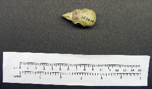  (Trichoglossus chlorolepidotus - 1B-939)  @13 [ ] CreativeCommons - Attribution (2010) Erika Tavares Royal Ontario Museum