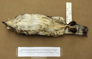  (Buteo platypterus - 1B-38)  @14 [ ] CreativeCommons - Attribution (2010) Erika Tavares Royal Ontario Museum