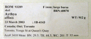  ( - 1B-4143)  @11 [ ] CreativeCommons - Attribution (2010) Erika Tavares Royal Ontario Museum