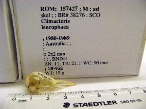  (Cormobates leucophaea - 1B-952)  @12 [ ] CreativeCommons - Attribution (2010) Erika Tavares Royal Ontario Museum