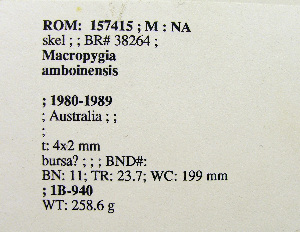  (Macropygia amboinensis - 1B-940)  @12 [ ] CreativeCommons - Attribution (2010) Erika Tavares Royal Ontario Museum