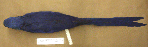  (Anodorhynchus hyacinthinus - 1B-2338)  @14 [ ] CreativeCommons - Attribution (2010) Erika Tavares Royal Ontario Museum