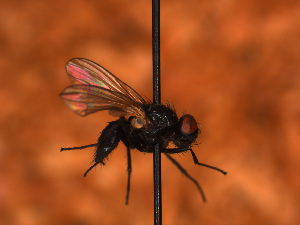  ( - Sa_322)  @12 [ ] No Rights Reserved (2016) Paul Marino Memorial University of Newfoundland