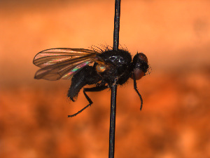  ( - Sawo_287)  @12 [ ] No Rights Reserved (2016) Paul Marino Memorial University of Newfoundland