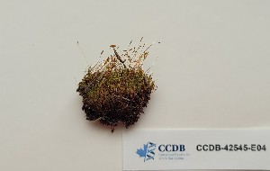  (Distichium capillaceum - CCDB-42545-E04)  @11 [ ] CreativeCommons - Attribution Non-Commercial Share-Alike (2022) Erin Cox University of Alberta