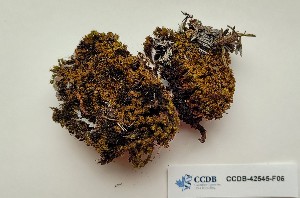  (Trichostomum arcticum - CCDB-42545-F06)  @11 [ ] CreativeCommons - Attribution Non-Commercial Share-Alike (2022) Erin Cox University of Alberta