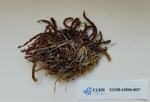  (Pseudocalliergon brevifolium - CCDB-42546-B07)  @11 [ ] CreativeCommons - Attribution Non-Commercial Share-Alike (2022) Erin Cox University of Alberta