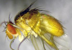  (Ceromya dorsigera - RIKCal112)  @11 [ ] Copyright (2018) Univers. of Bergen, Natural History Collection Univers. of Bergen, Natural History Collection
