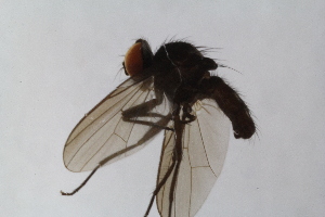  ( - RIKCal117)  @11 [ ] Copyright (2018) Univers. of Bergen, Natural History Collection Univers. of Bergen, Natural History Collection
