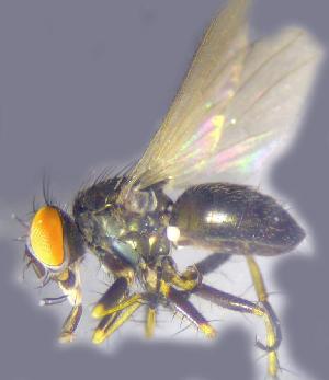  ( - RIKCal140)  @12 [ ] Copyright (2018) Univers. of Bergen, Natural History Collection Univers. of Bergen, Natural History Collection