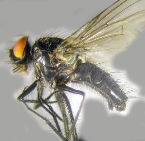 ( - RIKCal182)  @11 [ ] Copyright (2018) Univers. of Bergen, Natural History Collection Univers. of Bergen, Natural History Collection