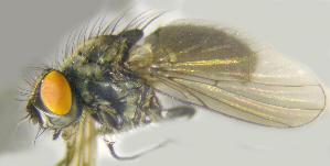  ( - RIKCal197)  @11 [ ] Copyright (2018) Univers. of Bergen, Natural History Collection Univers. of Bergen, Natural History Collection