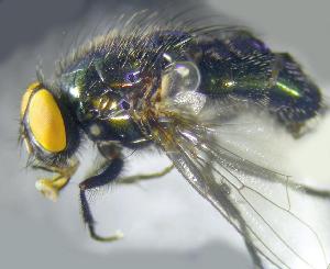  ( - RIKCal201)  @11 [ ] Copyright (2018) Univers. of Bergen, Natural History Collection Univers. of Bergen, Natural History Collection