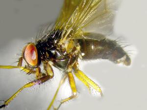  ( - RIKCal205)  @12 [ ] Copyright (2018) Univers. of Bergen, Natural History Collection Univers. of Bergen, Natural History Collection