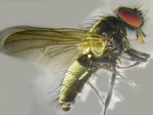  ( - RIKCal212)  @11 [ ] Copyright (2018) Univers. of Bergen, Natural History Collection Univers. of Bergen, Natural History Collection