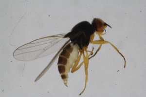  (Elachiptera tuberculifera - RIKDIP42)  @13 [ ] Copyright (2018) Univers. of Bergen, Natural History Collection Univers. of Bergen, Natural History Collection