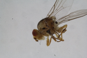  ( - RIKDIP43)  @11 [ ] Copyright (2018) Univers. of Bergen, Natural History Collection Univers. of Bergen, Natural History Collection