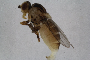  ( - RIKDIP44)  @11 [ ] Copyright (2018) Univers. of Bergen, Natural History Collection Univers. of Bergen, Natural History Collection