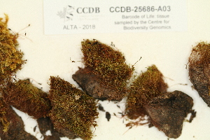  ( - CCDB-25686-A03)  @11 [ ] CreativeCommons - Attribution (2018) Masha L. Kuzmina Centre for Biodiversity Genomics