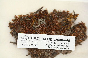  ( - CCDB-25686-A05)  @11 [ ] CreativeCommons - Attribution (2018) Masha L. Kuzmina Centre for Biodiversity Genomics