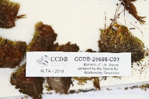  ( - CCDB-25686-C03)  @11 [ ] CreativeCommons - Attribution (2018) Masha L. Kuzmina Centre for Biodiversity Genomics