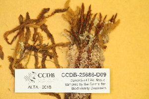  ( - CCDB-25686-D09)  @11 [ ] CreativeCommons - Attribution Non-Commercial Share-Alike (2018) Masha L. Kuzmina Canadian Centre for DNA Barcoding