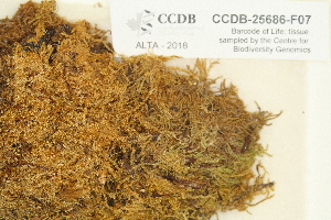  ( - CCDB-25686-F07)  @11 [ ] CreativeCommons - Attribution Non-Commercial Share-Alike (2018) Masha L. Kuzmina Canadian Centre for DNA Barcoding